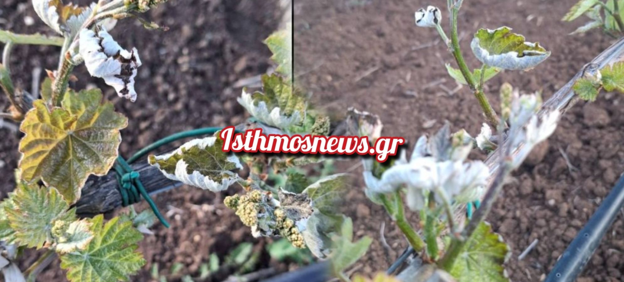 Νεμέα: Σε επιφυλακή οι αγρότες μετά τον παγετό – «Για φέτος… τρυγήσαμε ζημιές»